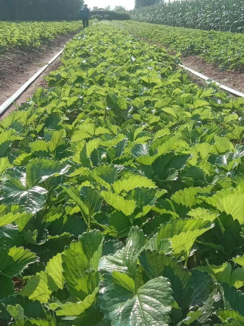 【香野草莓苗】各种品种齐全，脱毒草莓苗，质量保证欢迎联系