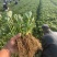 【脱毒红颜草莓苗】草莓苗种苗齐全大量供应产地直发质量保证