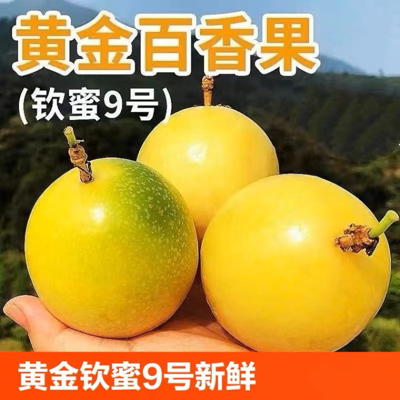 黄金百香果基地批发包邮品质保证欢迎来电诚信经营