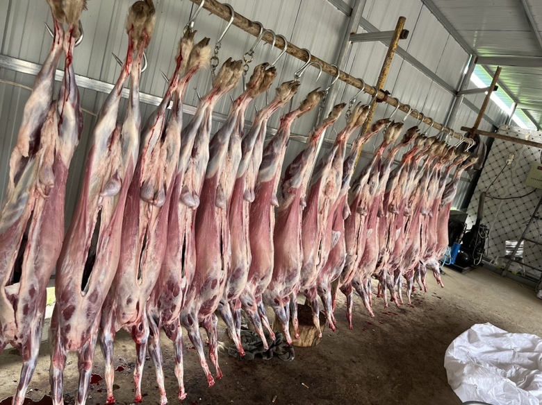 一头完整悬挂的白条羊,表面无毛,皮肤呈淡粉色,肌肉轮廓清晰可见,背部覆盖适量脂肪,悬挂在不锈钢挂钩上,背景为干净的屠宰车间环境 白条羊整体外观展示