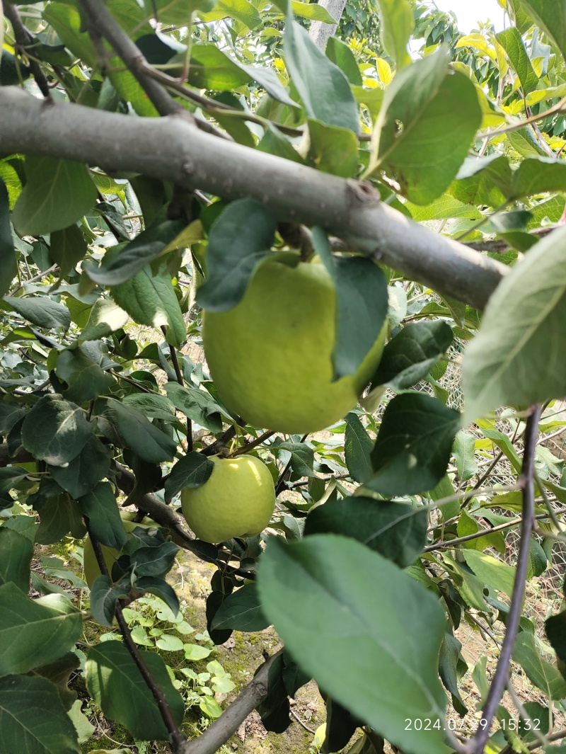 华硕苹果