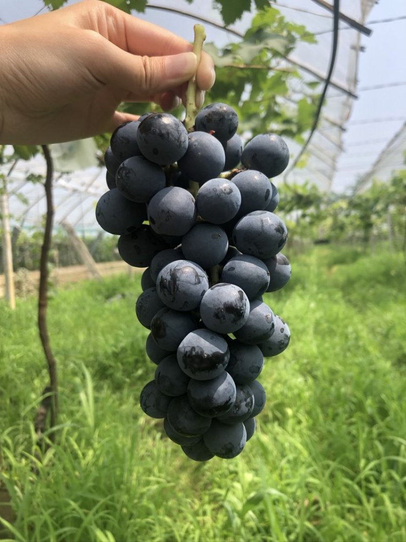 京东空运夏の佳黛·18.8°蓝莓葡萄-果味超浓郁纯甜