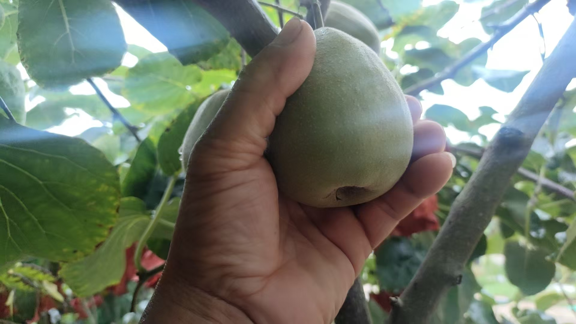 黄心猕猴桃与成熟度对比图 黄心猕猴桃与成熟度对比图