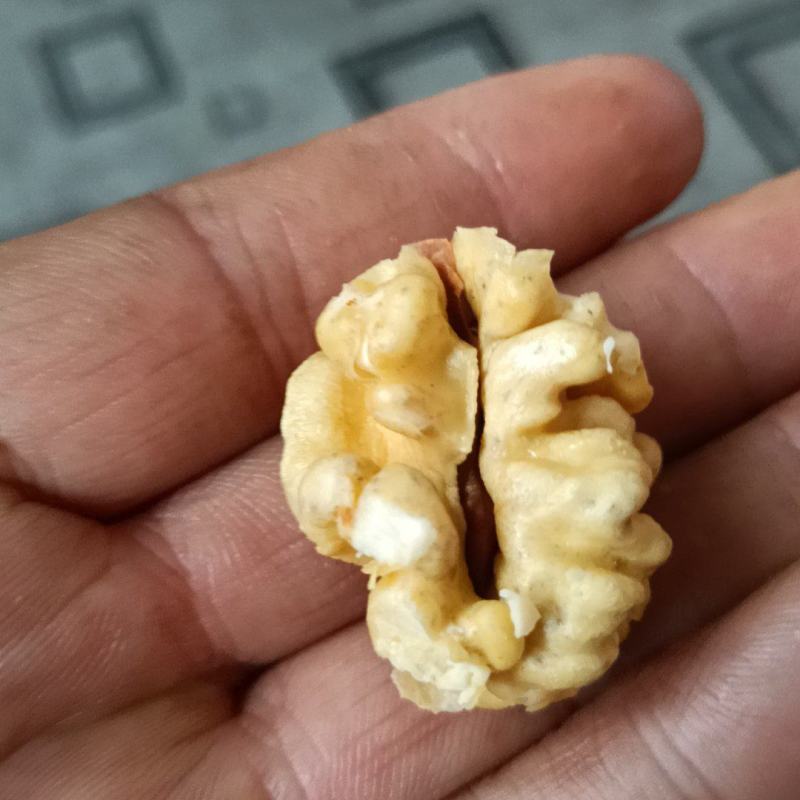 礼品2号，辽系，清香
