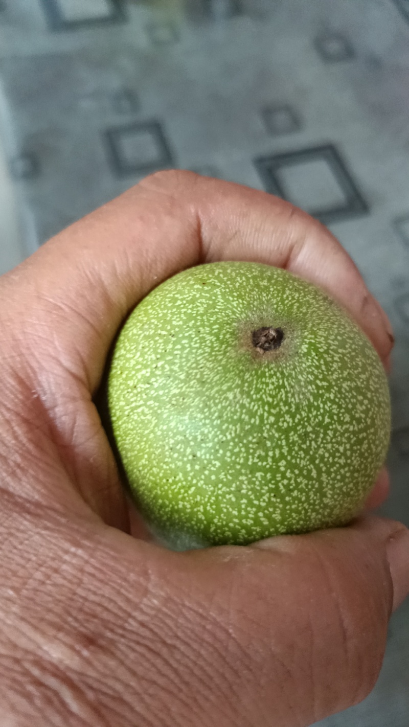 礼品2号，辽系，清香