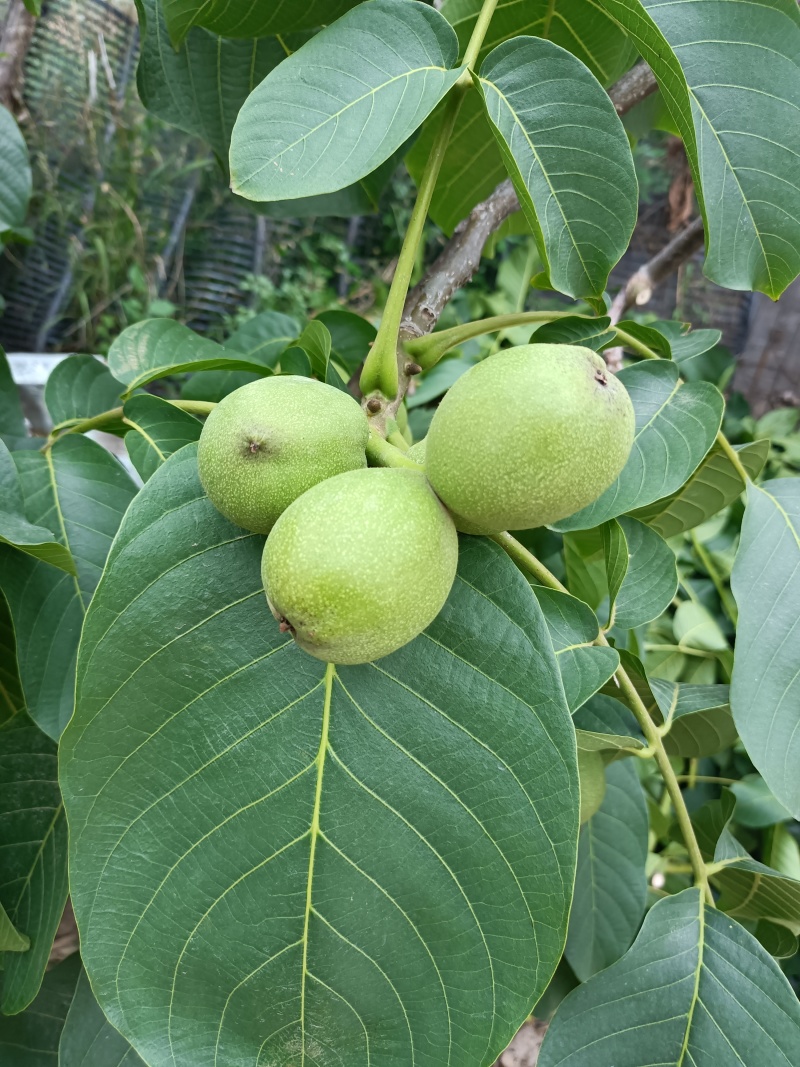 礼品2号，辽系，清香