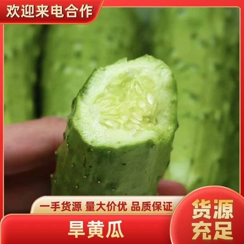 水果黄瓜高山新鲜旱黄瓜产地看货现采现装保质保量