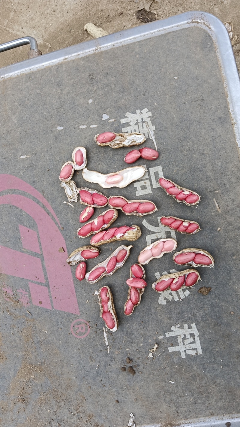 四粒红鲜花生