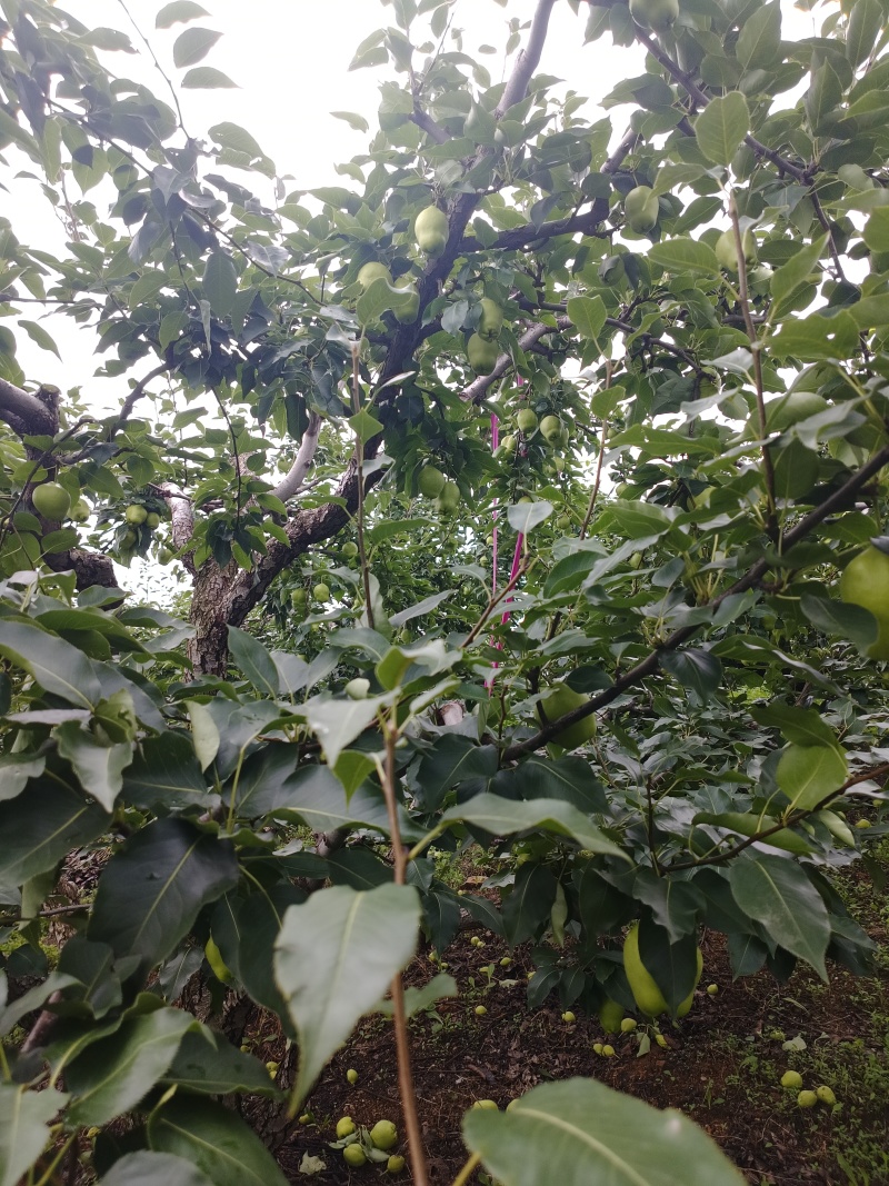 早酥梨有要货老板抓紧