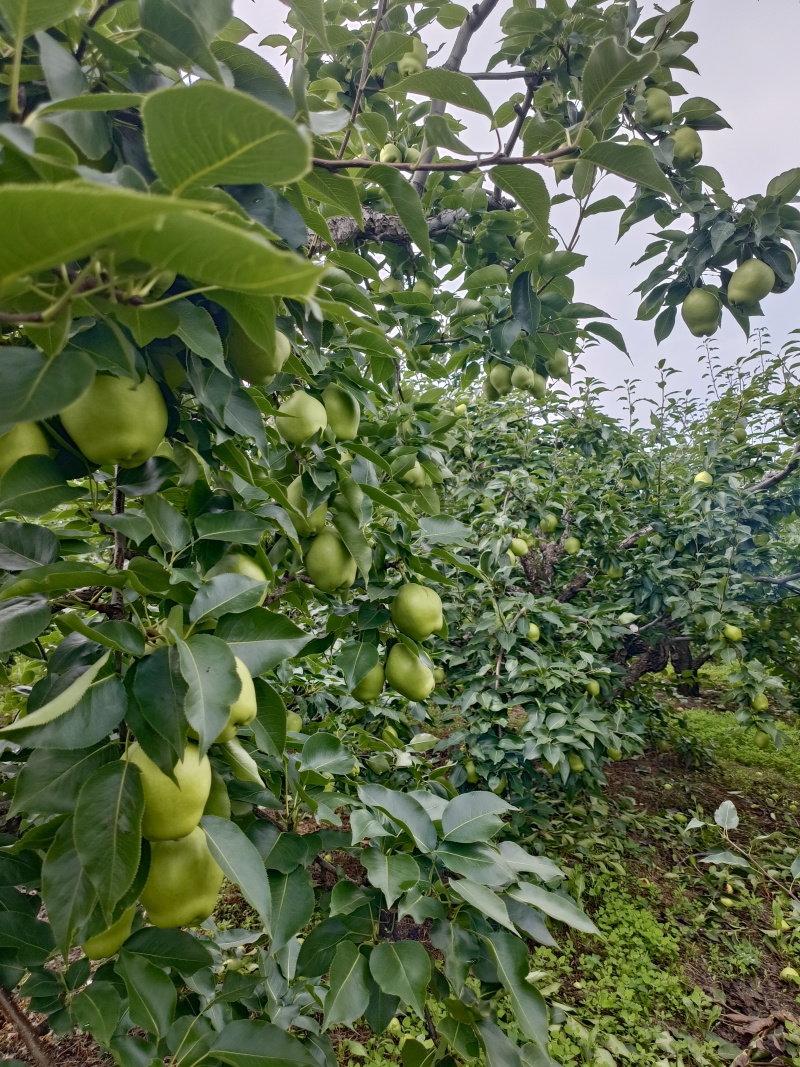 早酥梨有要货老板抓紧