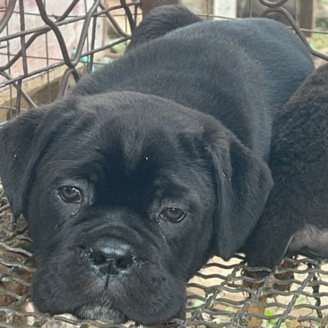 精品黑狼犬大型猛犬，忠诚，看家护院优选