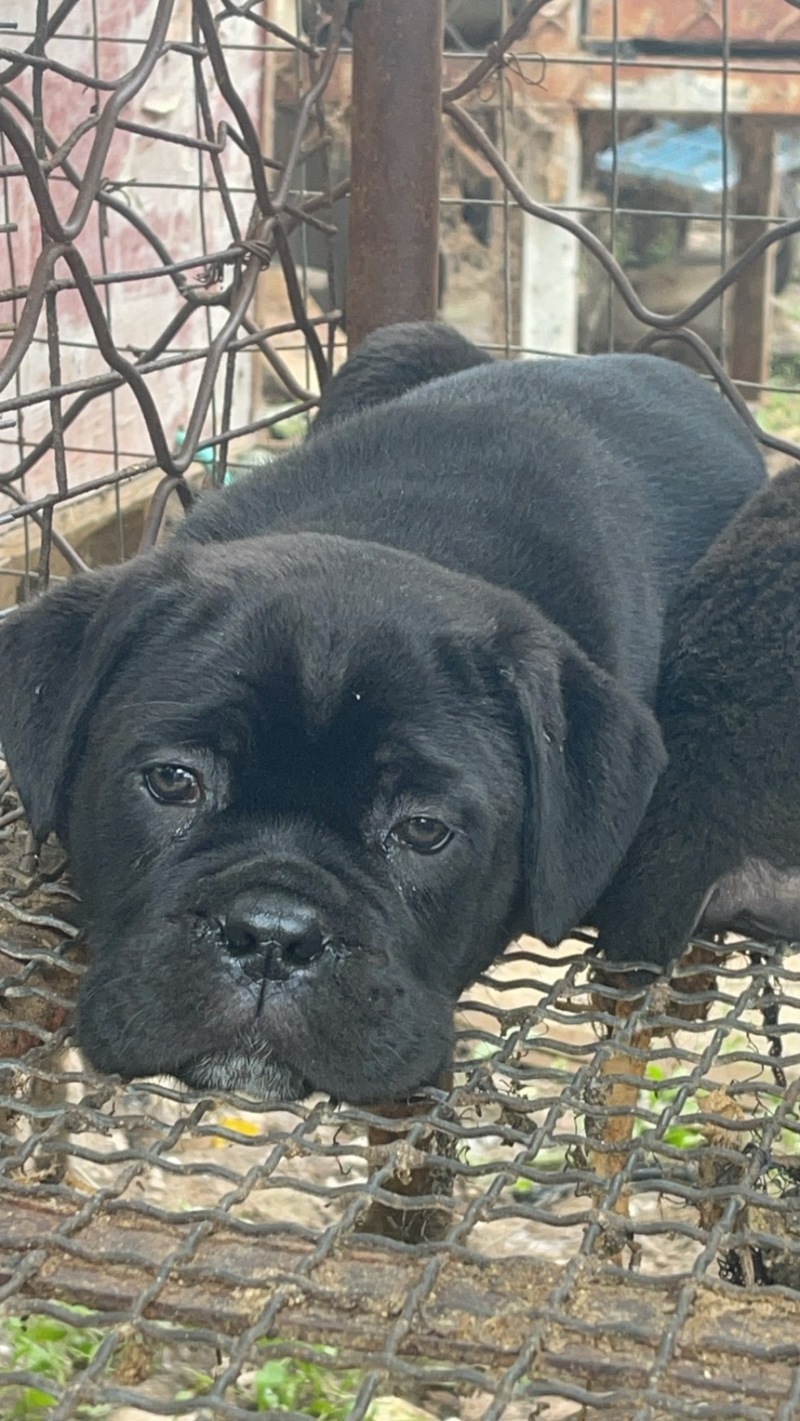 精品黑狼犬大型猛犬，忠诚，看家护院优选