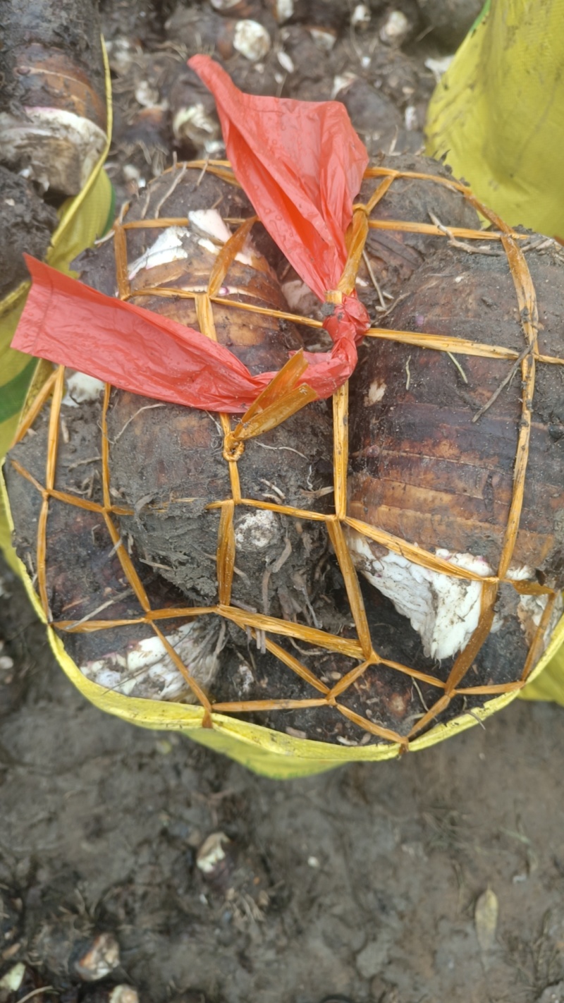 福建长汀槟榔芋头大量供应，欢迎预定，质量保证