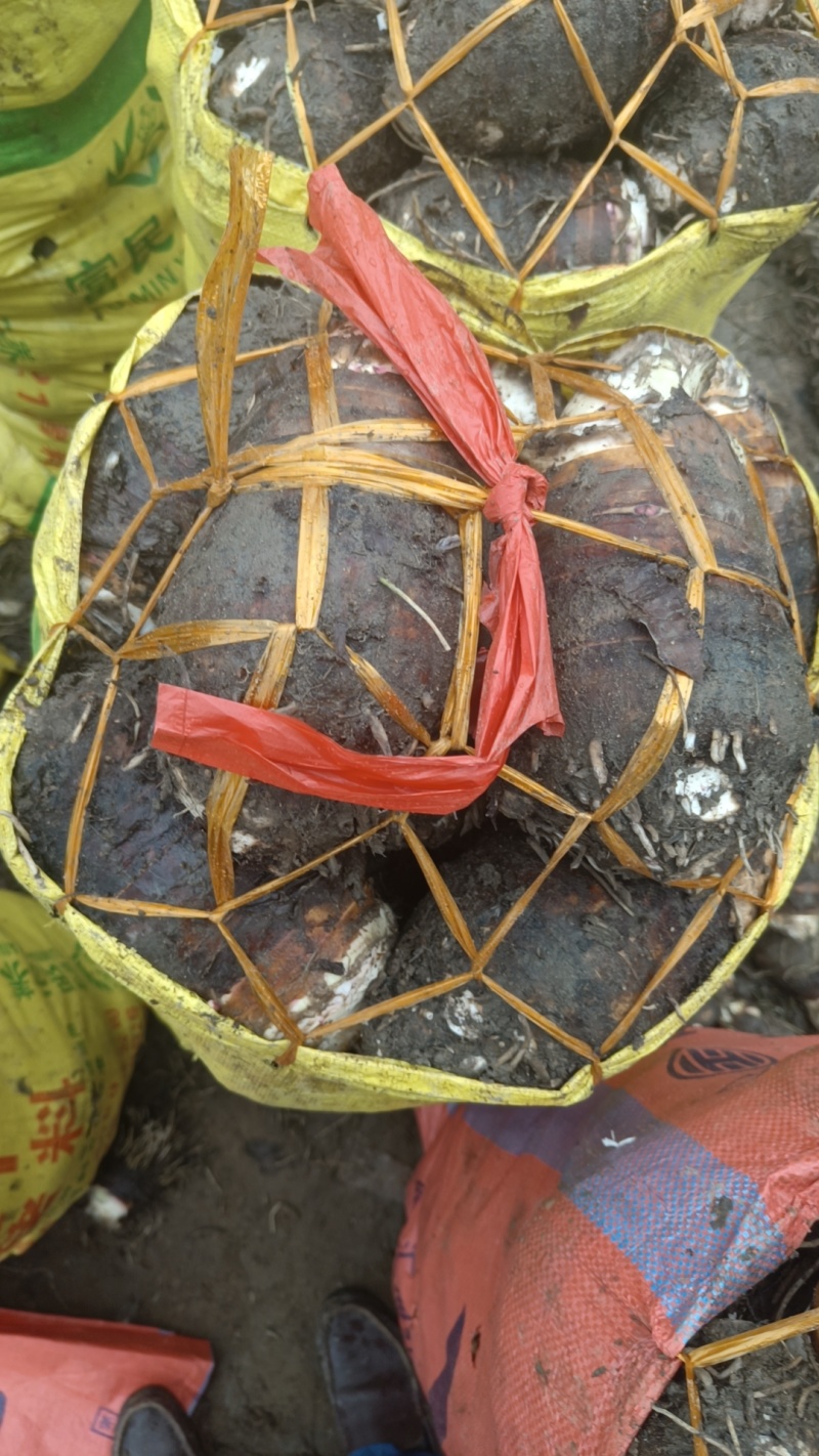 福建长汀槟榔芋头大量供应，欢迎预定，质量保证