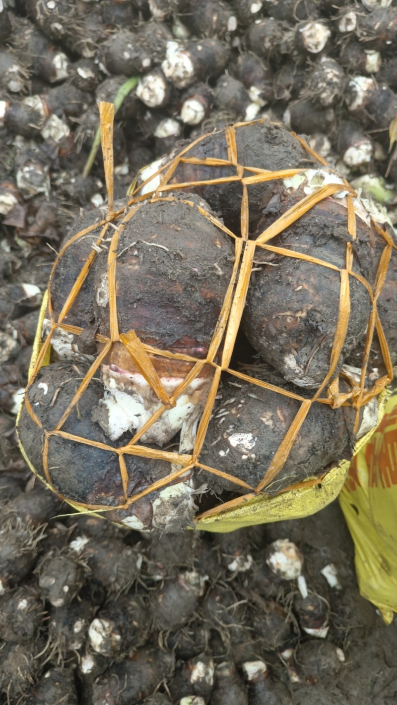 福建长汀槟榔芋头大量供应，欢迎预定，质量保证