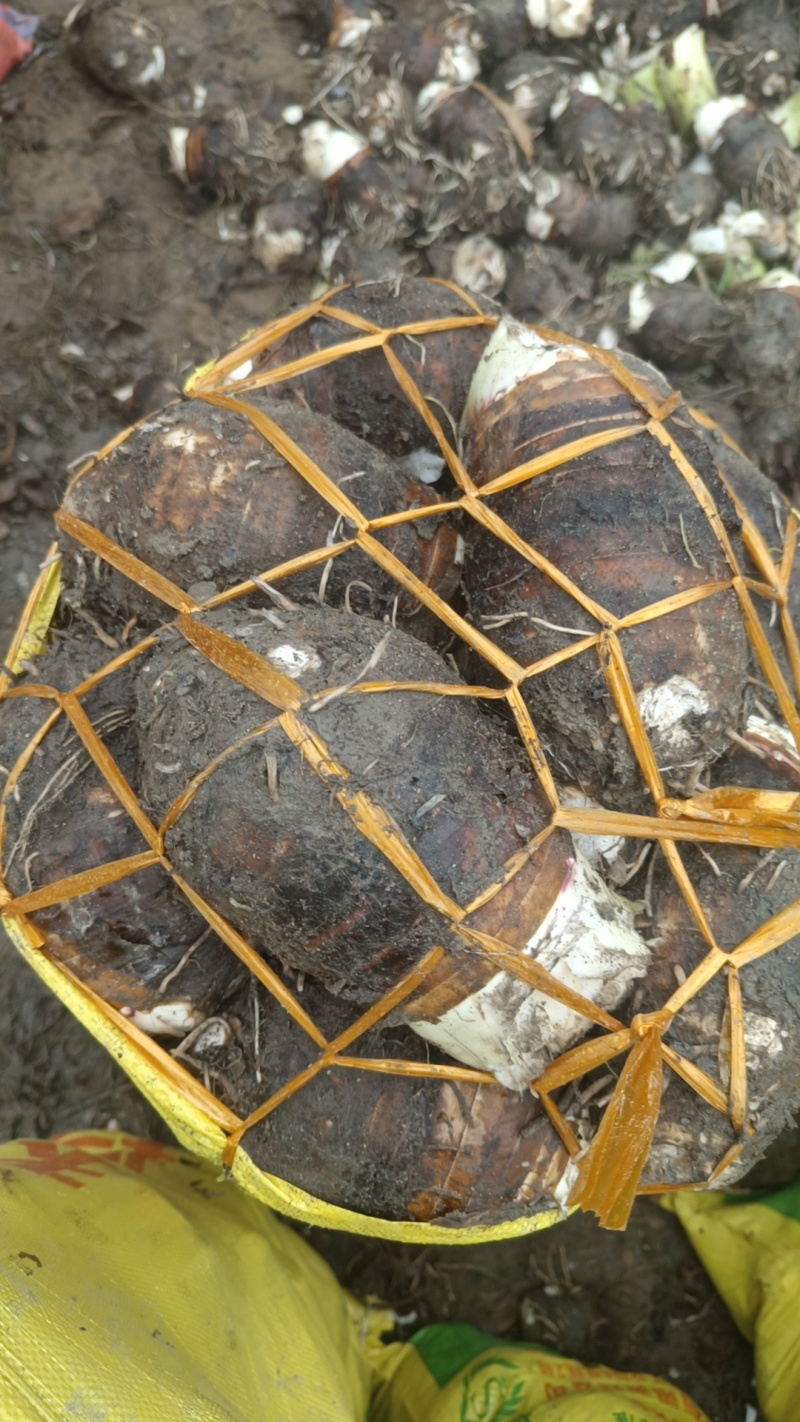 福建长汀槟榔芋头大量供应，欢迎预定，质量保证