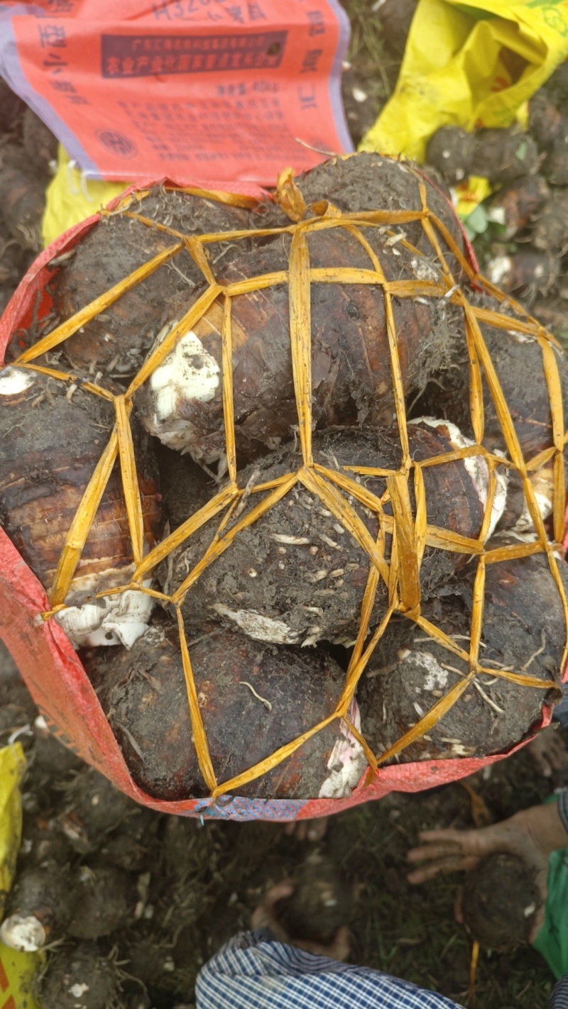 福建长汀槟榔芋头大量供应，欢迎预定，质量保证