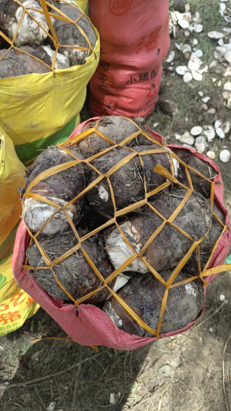 福建长汀槟榔芋头大量供应，欢迎预定，质量保证