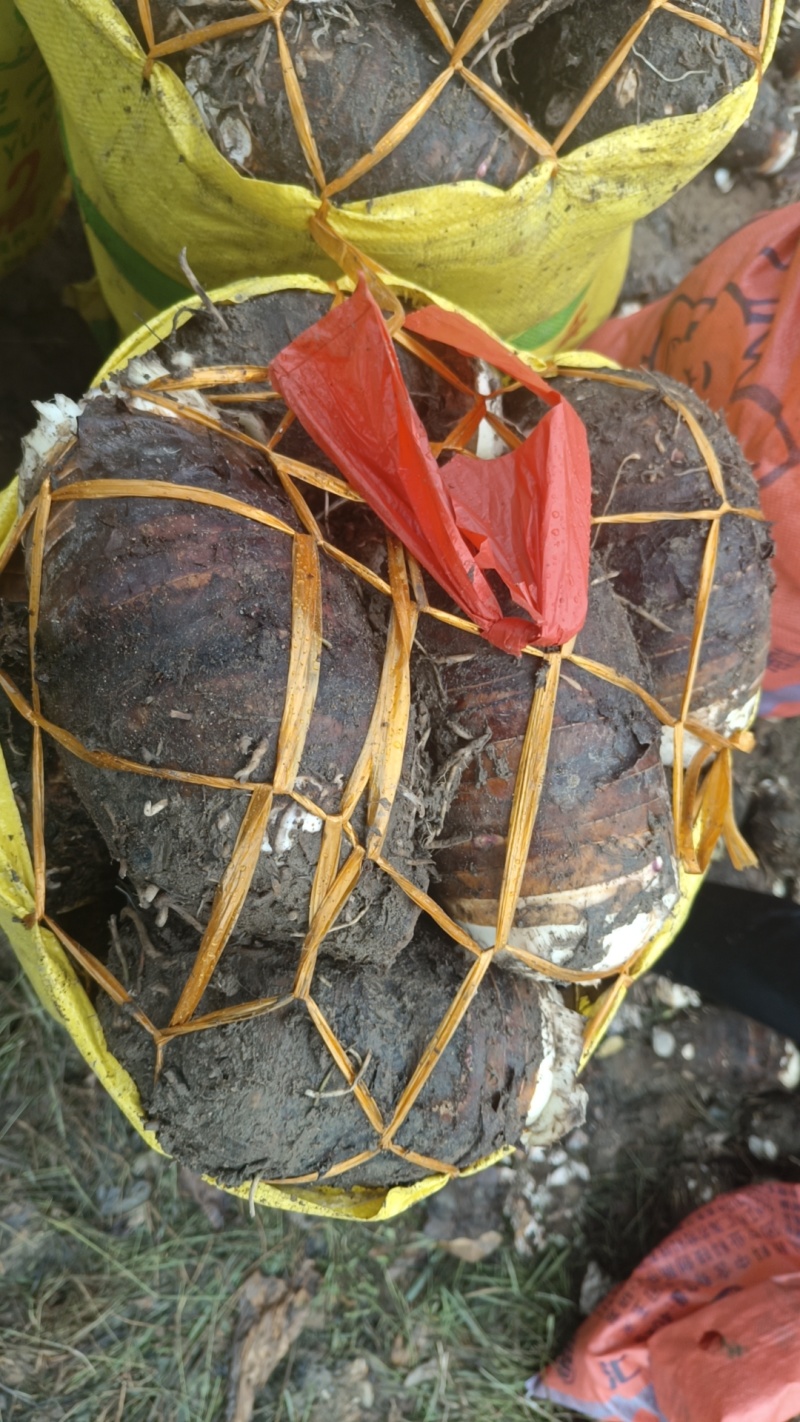 福建长汀槟榔芋头大量供应，欢迎预定，质量保证
