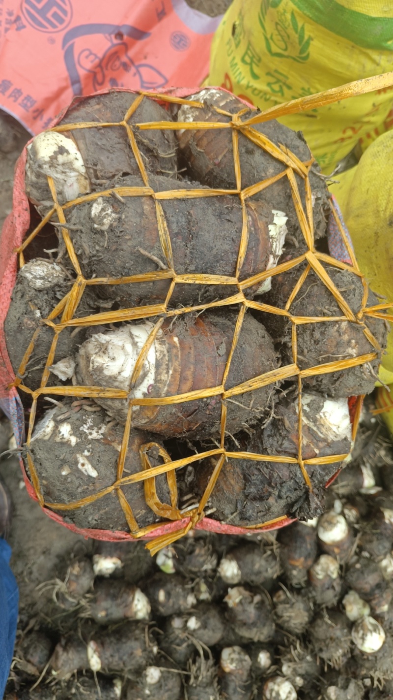 福建长汀槟榔芋头大量供应，欢迎预定，质量保证