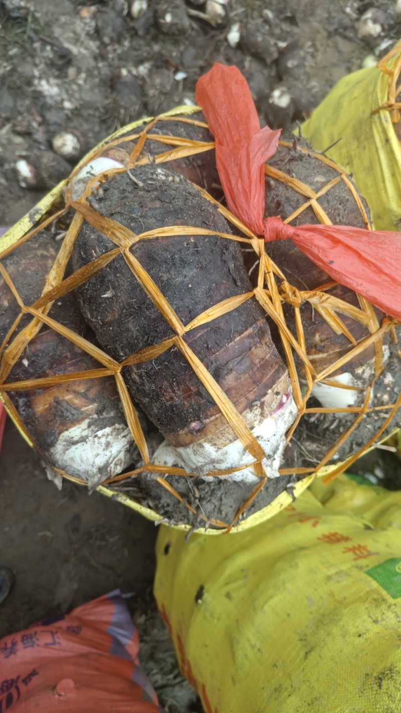 福建长汀槟榔芋头大量供应，欢迎预定，质量保证