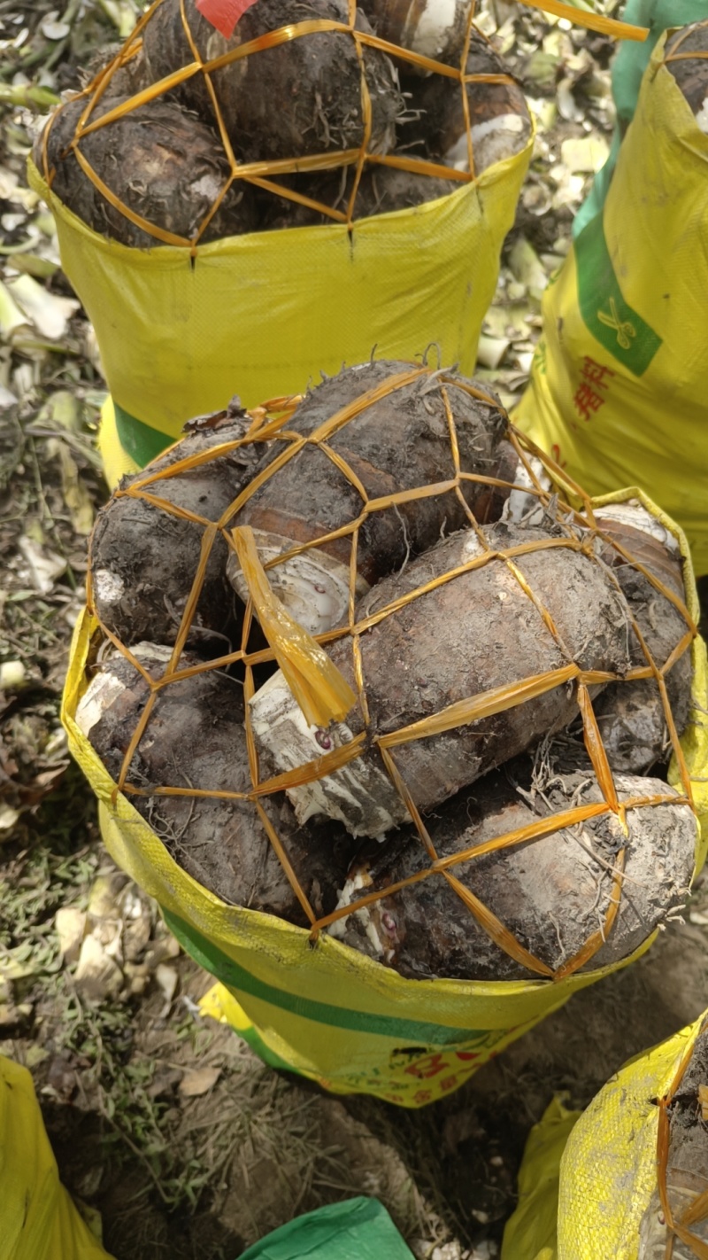 福建长汀槟榔芋头大量供应，欢迎预定，质量保证