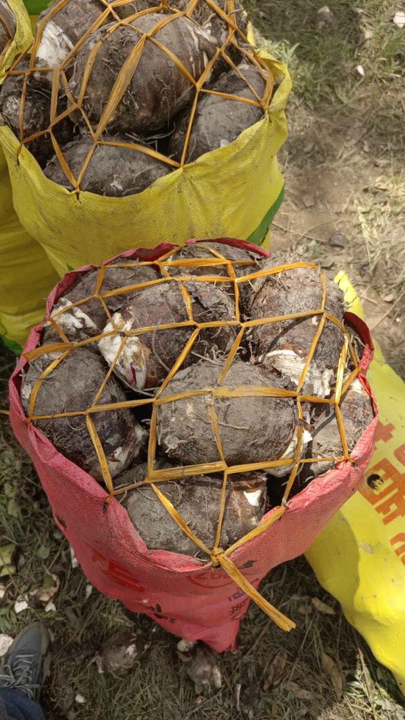 福建长汀槟榔芋头大量供应，欢迎预定，质量保证