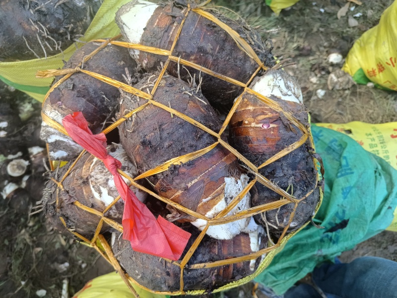 福建长汀槟榔芋头大量供应，欢迎预定，质量保证