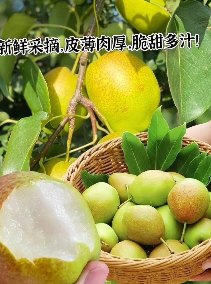 [热卖]红香酥梨大量上市，需要入库，市场，电商的联系。
