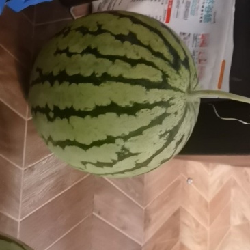 慈溪海地西瓜