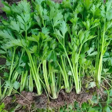 芹菜苗优质芹菜苗大量供应提供技术支持对接全国
