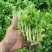 芹菜苗优质芹菜苗大量供应提供技术支持对接全国