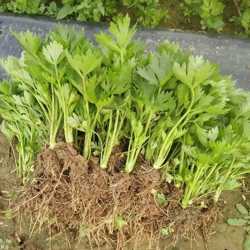 芹菜苗优质芹菜苗大量供应提供技术支持对接全国