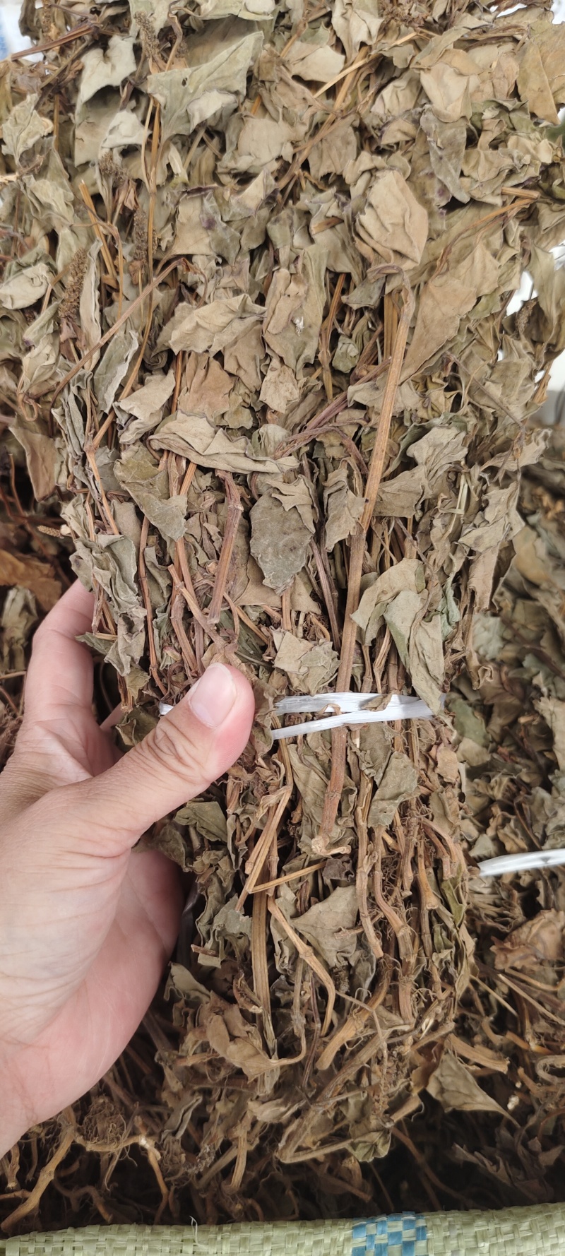 鱼腥草
