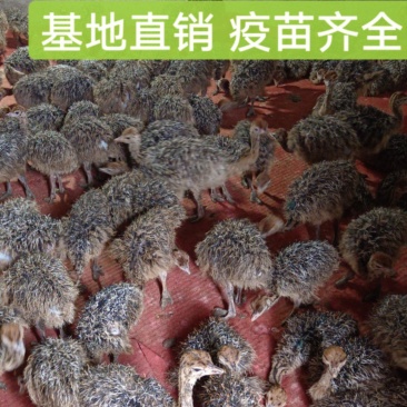 非洲鸵鸟，鸵鸟苗好饲养长势快疫苗齐全批发价格