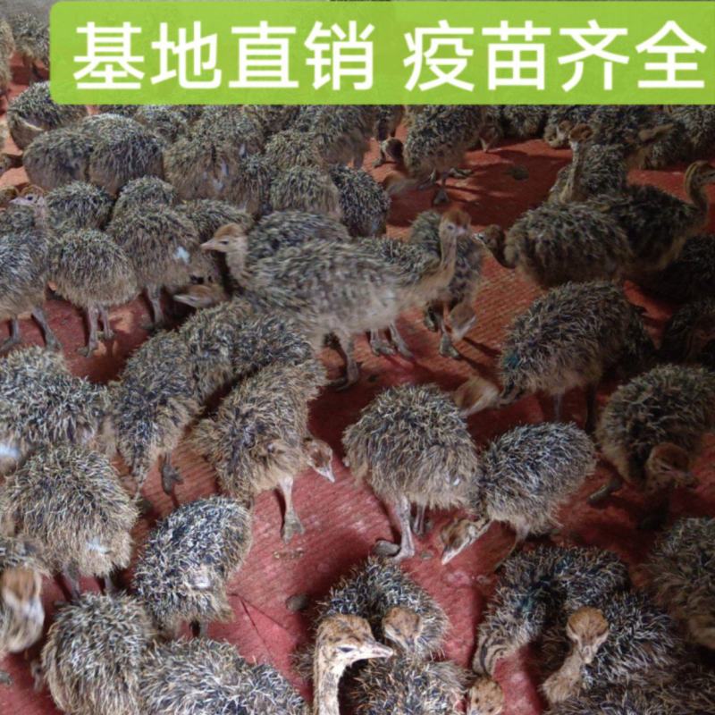 非洲鸵鸟，鸵鸟苗好饲养长势快疫苗齐全批发价格