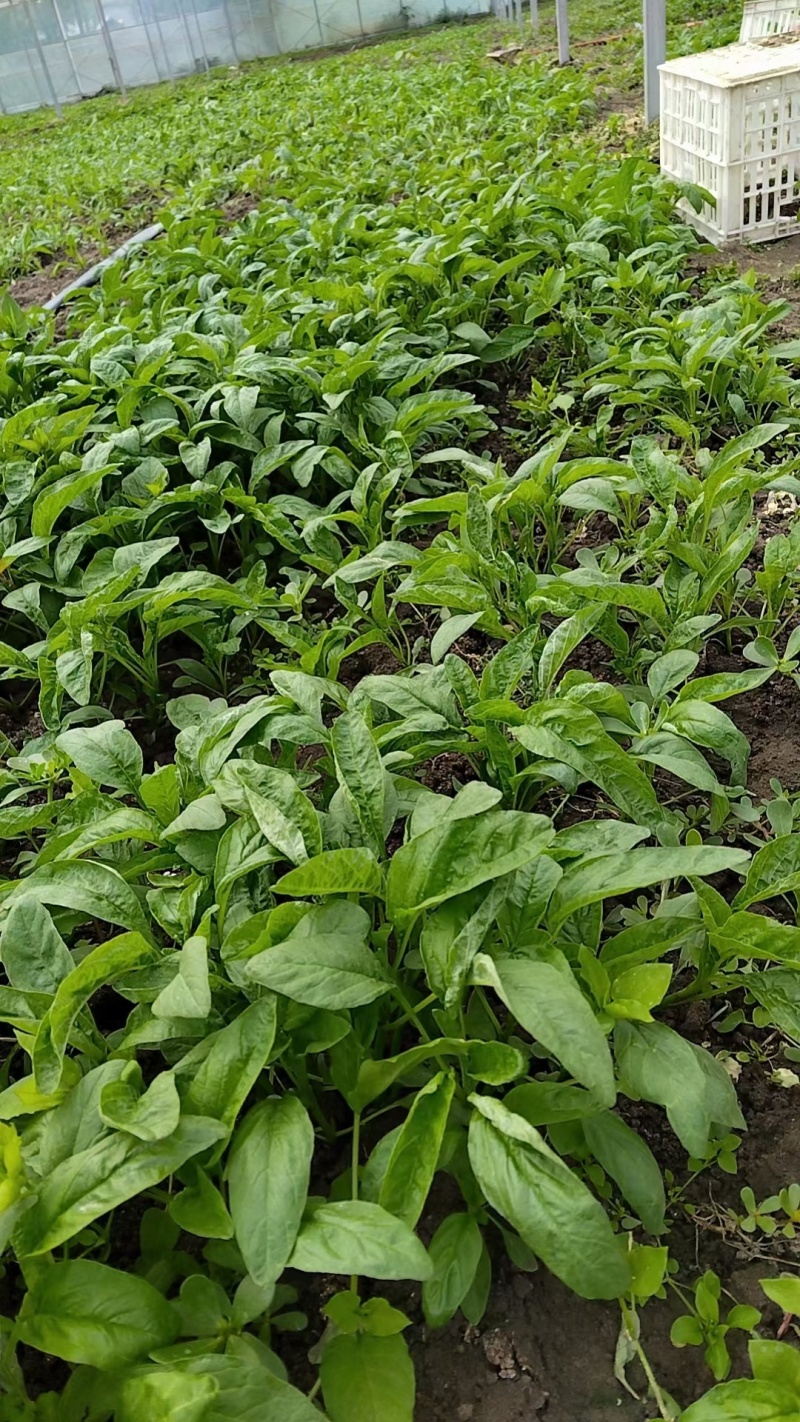 苋菜产区一手货源保质保量供货对接全国采购商