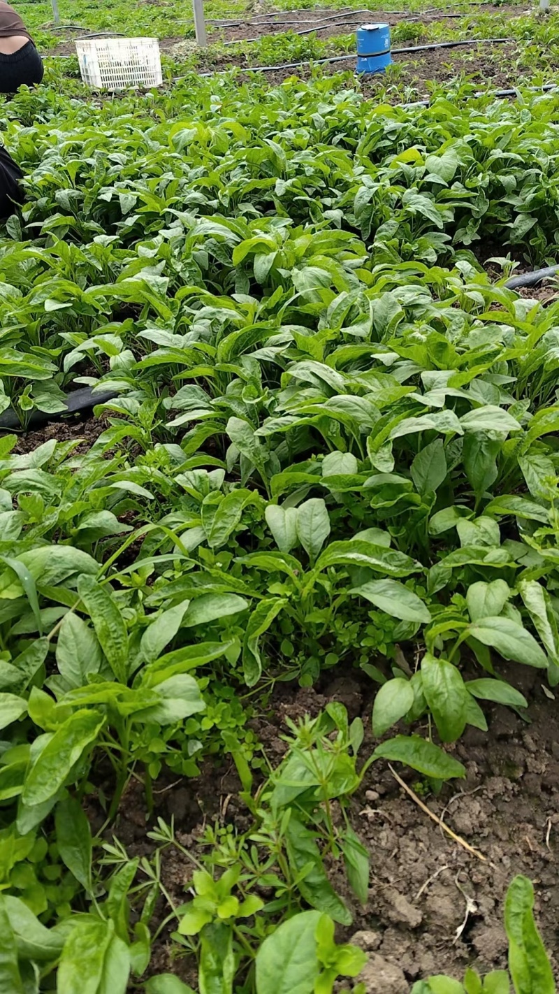 苋菜产区一手货源保质保量供货对接全国采购商