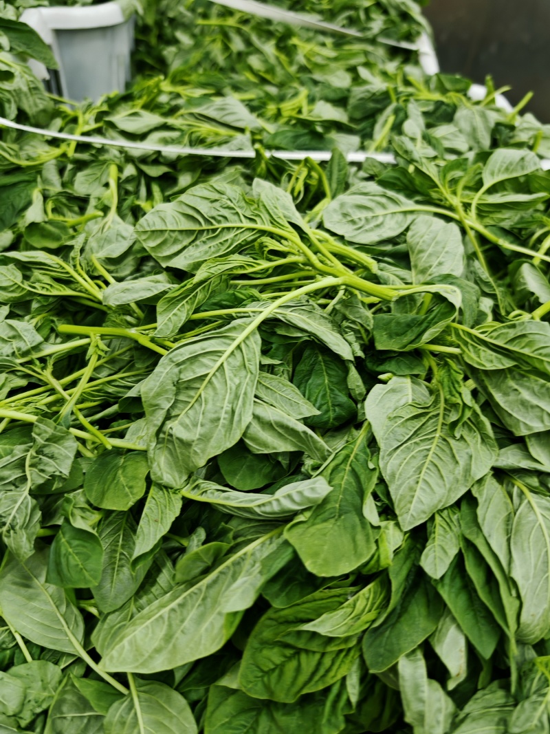苋菜产区一手货源保质保量供货对接全国采购商