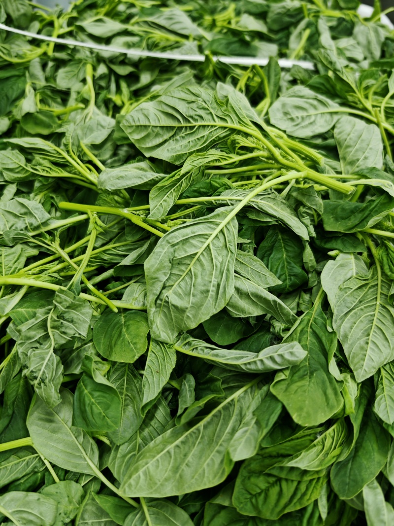 苋菜产区一手货源保质保量供货对接全国采购商