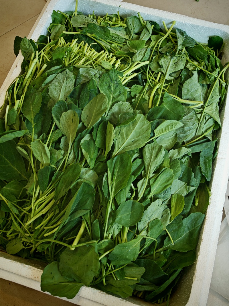 苋菜产区一手货源保质保量供货对接全国采购商
