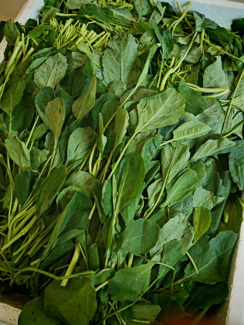 苋菜产区一手货源保质保量供货对接全国采购商