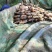 精品莲藕一手货源品质好质量好诚信经营