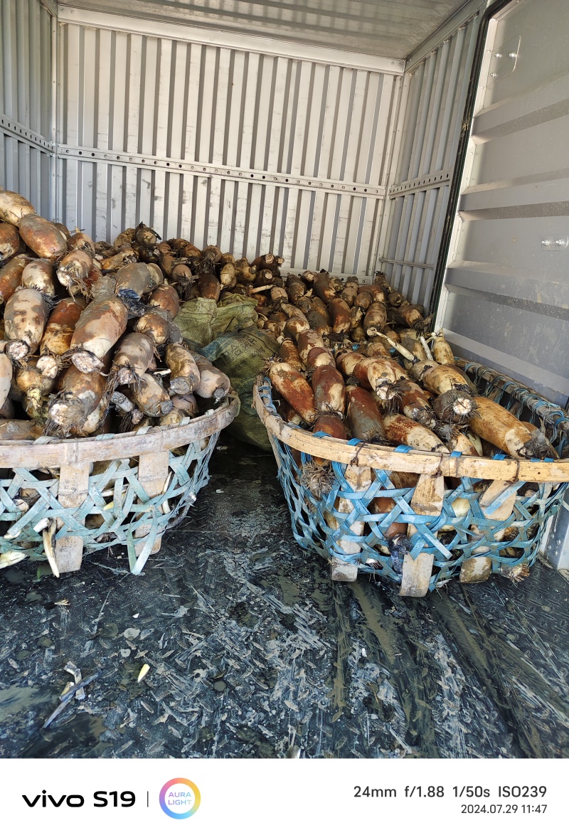 精品莲藕一手货源品质好质量好诚信经营
