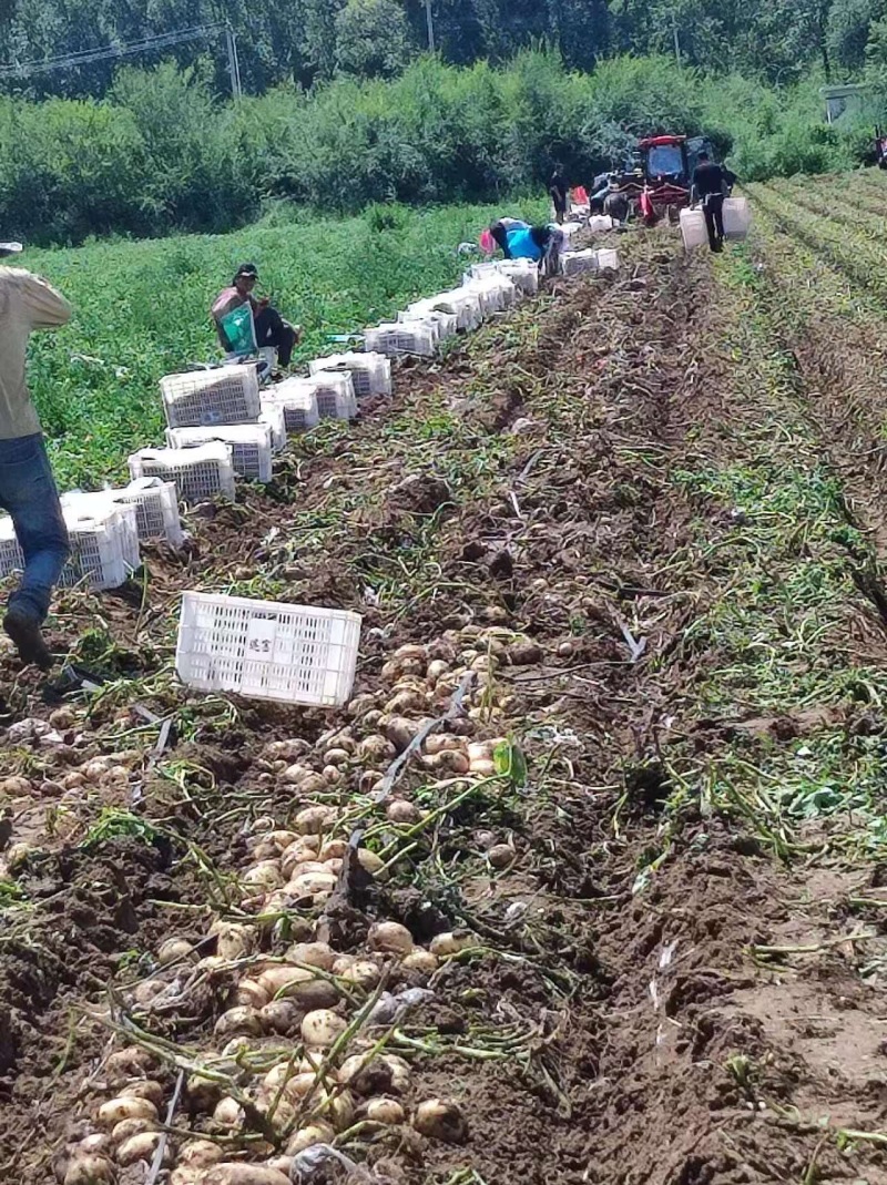 沃土5号，2至四两，通货，品质保障，欢迎来购