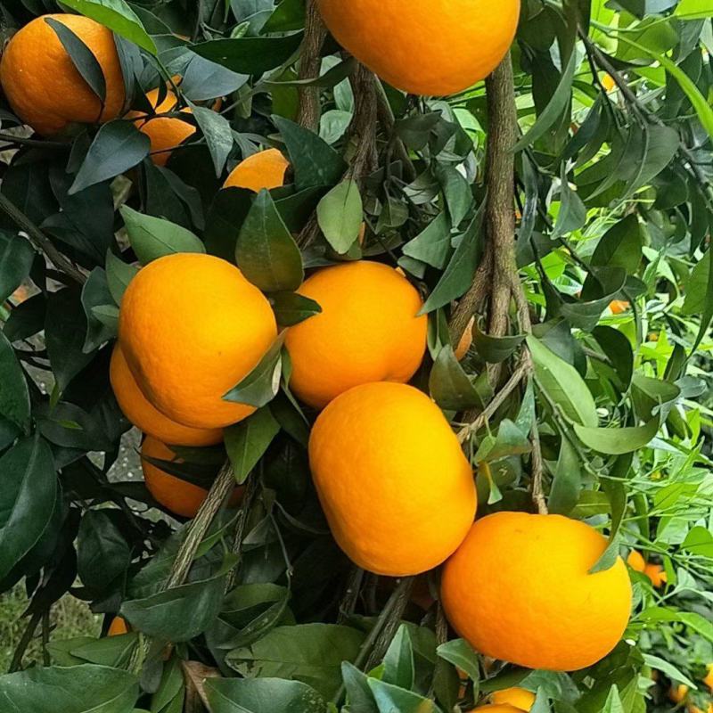 特早蜜橘