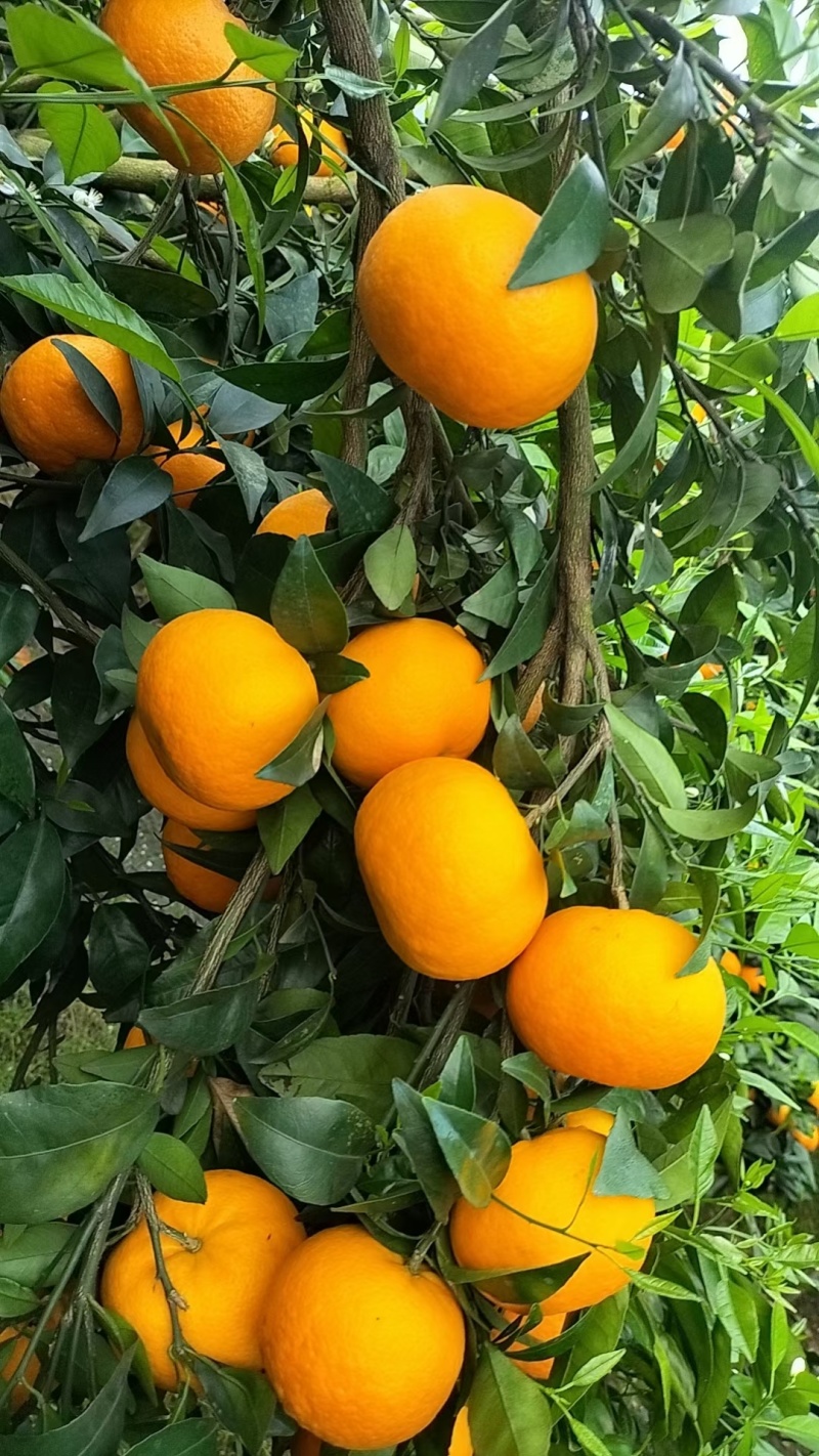 特早蜜橘