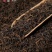 【茶王六堡茶】梧州广西黑茶金花茶2015年