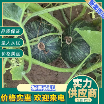 甜蜜南瓜南瓜甘肃南瓜包上车板栗南瓜欢迎来电