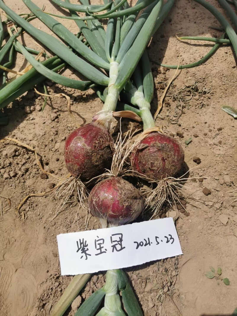 紫皮洋葱种子日本紫宝冠洋葱种子高产进口玉葱早熟基地种子